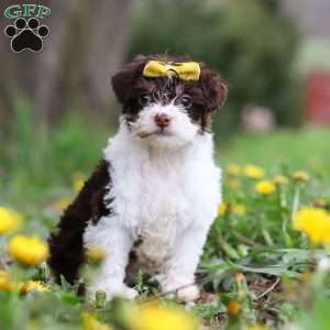 Avery, Yorkie Poo Puppy